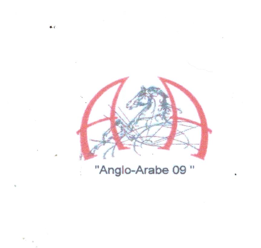 Association des chevaux de sang Anglo neuf