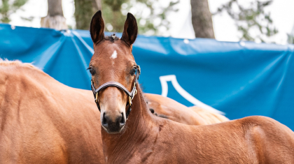 Lire l'actualité La prime aux naisseurs 2025 vers&eacute;e sur les Comptes SHF