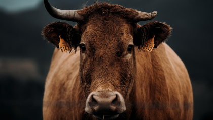 Dermatose nodulaire contagieuse bovine : Point de situation sur la filière équine