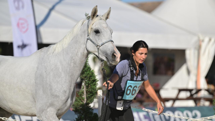 Lire l'actualité Championnats du monde jeunes chevaux : des 8 ans connus du circuit SHF