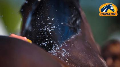 Lire l'actualité Comment garder votre cheval en forme et au frais par temps chaud ?