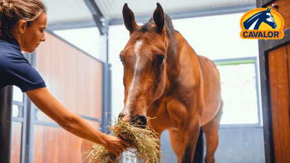 6 manières de prévenir les troubles digestifs chez le cheval