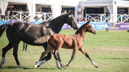 Lire l'actualité Versement des encouragements Elevage 2025