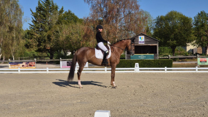 Lire l'actualité S&eacute;lection Jeunes Chevaux de 5 et 6 ans pour les Championnats du Monde de Verden 2026